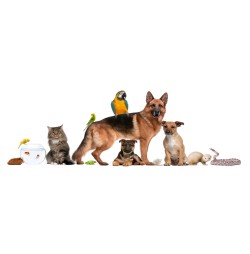 ANIMALI